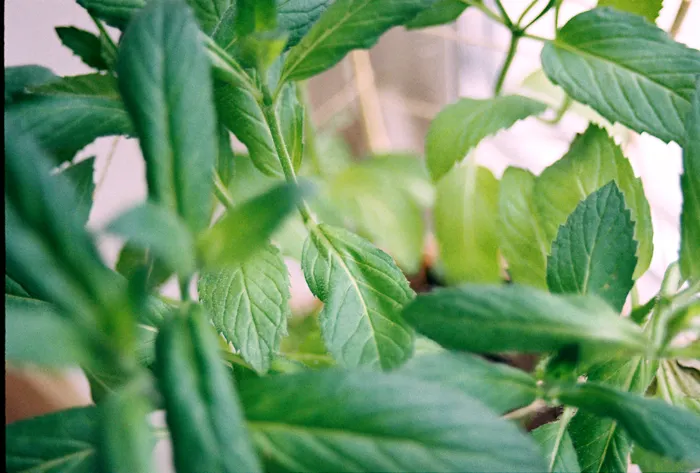 Reducing Waste While Practicing Indoor Herb Growing