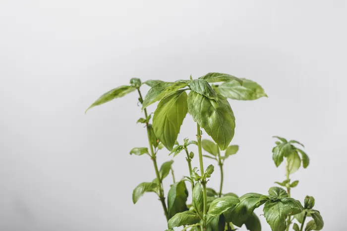 Building a Repeatable Indoor Herb Growing Routine